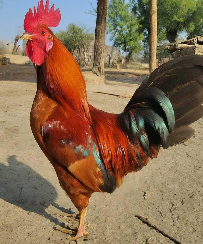 Fresh Country, Whole Desi Chicken