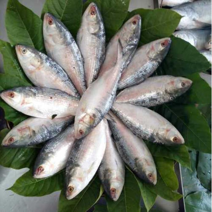 HILSA FISH