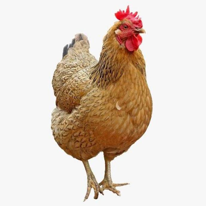 DESI CHICKEN WHOLE