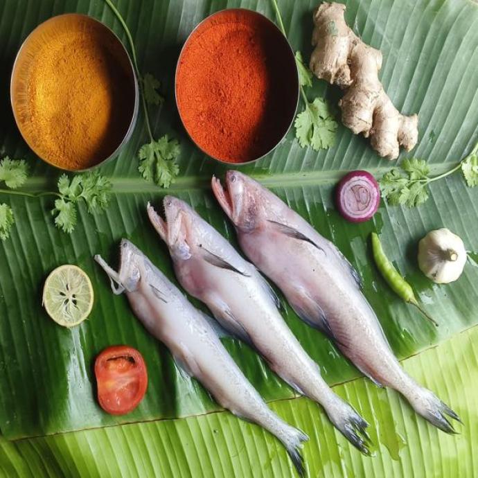 FRESH BOMLA FISH