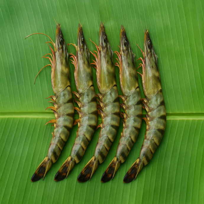 FRESH BAGDA CHINGRI FISH