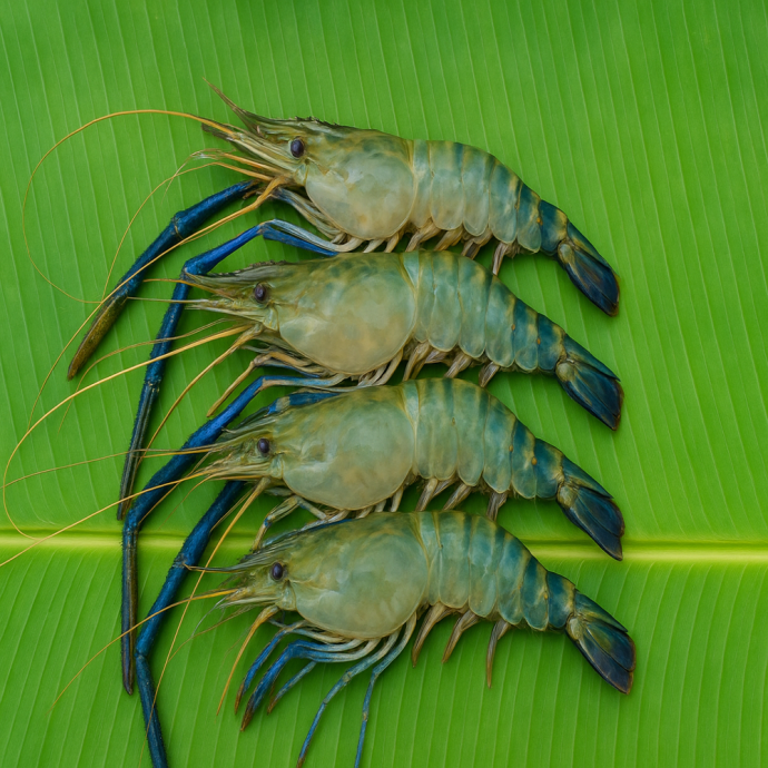 FRESH GOLDA CHINGRI FISH