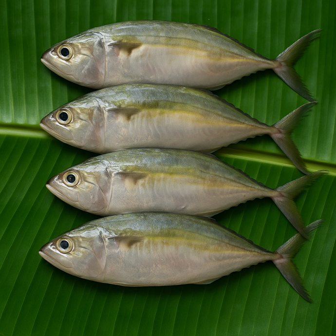 FRESH PATAL FISH