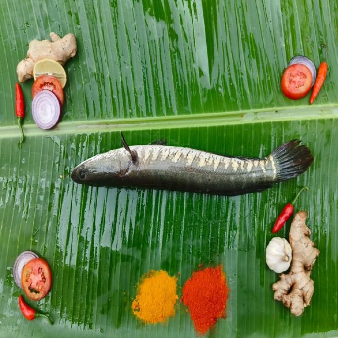 FRESH SOL FISH