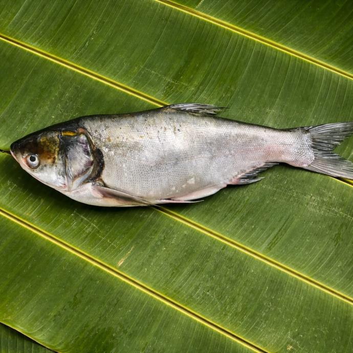 Fresh silver carp mach