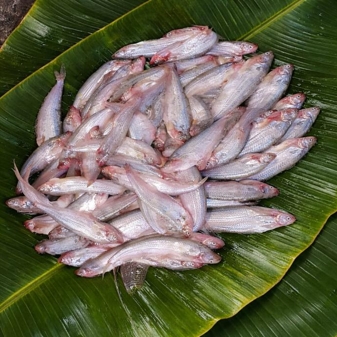 pabda fish